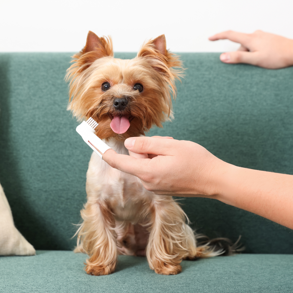 Cepillo De Dientes Para Mascota Limpiador Perro Gato Azul/gris