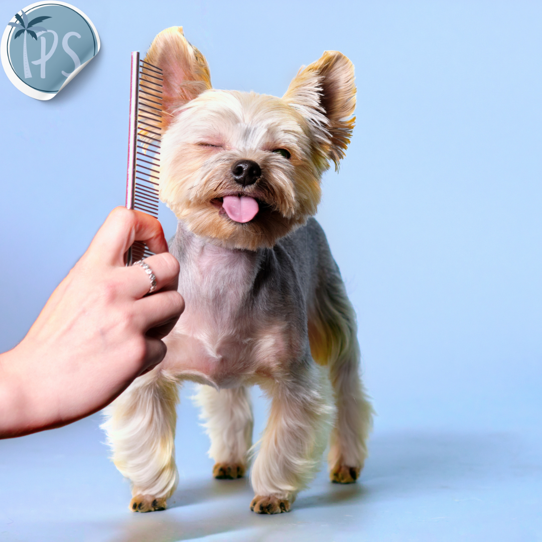 Maquina Para Perros De Peluqueria Canina Peluquear Pelo Gato Dorado