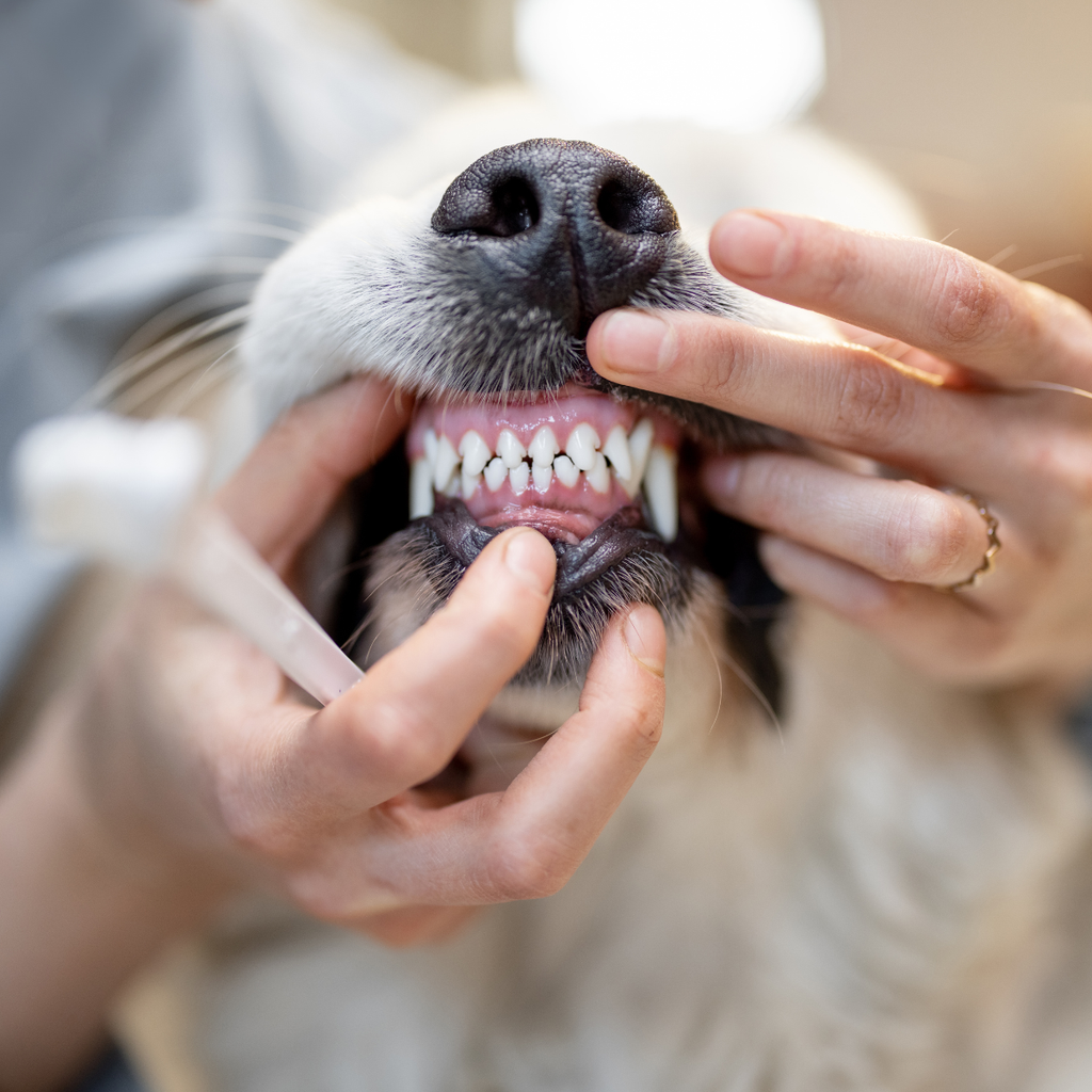 Cepillo De Dientes Para Mascota Limpiador Perro Gato Azul/gris
