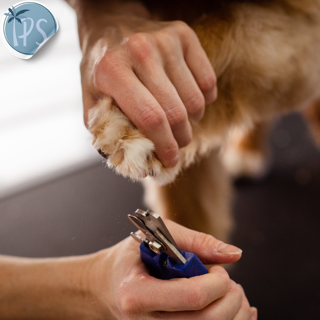 Maquina Para Perros De Peluqueria Canina Peluquear Pelo Gato Dorado